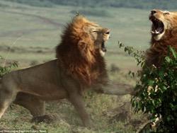 ������������: ��� ������� ����?