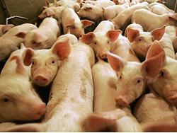 ���������� ������� �������� � ����