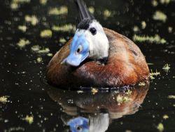 ����� ������� �� ����, ������� ��� �� � ����������