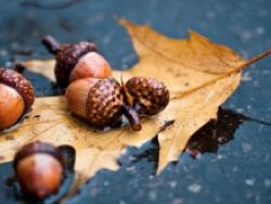 ����� �������� �� ����� �������