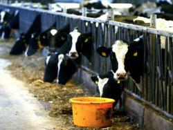 � 2017 ���� ��� ���� ������� �������