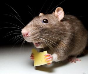 ��������, ���������, ������������� ��������� �������