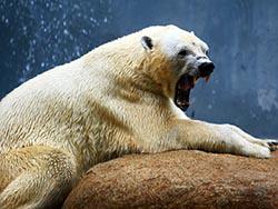 ��� ����� ��������� ������ �� �������