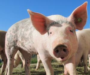 ���������� ����� ����������� �� ���� ������� � �������� ��-�� ���