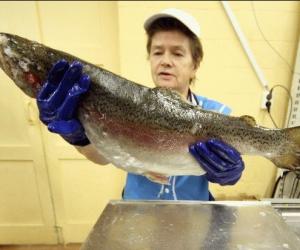 ������ ������������ ������ ��������, � �������� � ���������� ��������