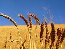 ����� ������ ������� ���� �������� ����������� � ��