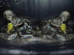 �������� ����������