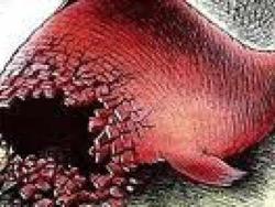 �������� - ���� ������ ������� � ������