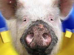 ����� ��������� ������ ��� � ���������� �������