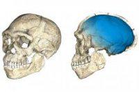   Homo sapiens     