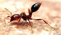 Японские порты проверяют на наличие смертельно опасных муравьев