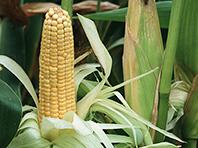 ГМО-кукуруза американского производства теперь содержит продвинутый инсектицид