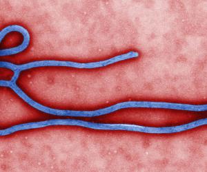 В России появилась новая вакцина против лихорадки Эбола