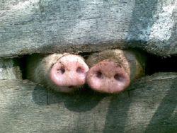 ���������-���������� ������: ���� ��������� vs ������ ����������