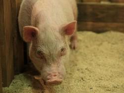 ������ ���������� ��������� ����� �� ������� � �������� � �����������