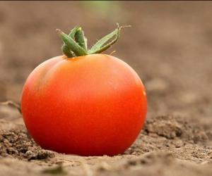 ���������������� ������ �������������� ���� ������ �� ����������� ����� ��������