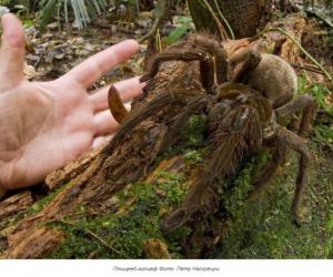 В Гайане удалось сфотографировать самого большого паука на Земле