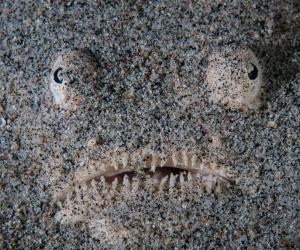 ������� ������������� ��������: ��� �������, ������������ ���� � ���������� �������� �������� ������ � ...