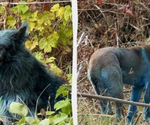 Чернобыльские синие собаки: экология, мутация или шутка?