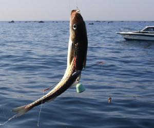 Президент поставил задачу увеличить потребление рыбы среди россиян