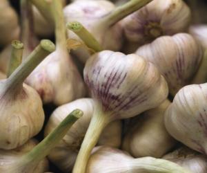 Секрет хранения чеснока до лета: как сохранить урожай без погреба