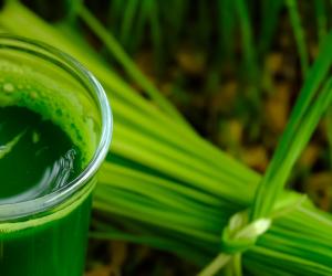 Сила растений: как обычная зелень стала главным лекарством городского жителя