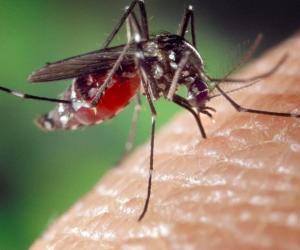 Тревога на Мальдивах: российские туристы столкнулись со смертельно опасной лихорадкой Денге