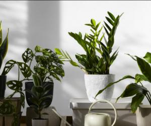 Зацвело в «несезон» — ждите денег: топ примет от домашних растений