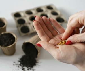 Не цветы, а сказка: как выращивать виолу «Синий шторм», которая цветёт даже под снегом