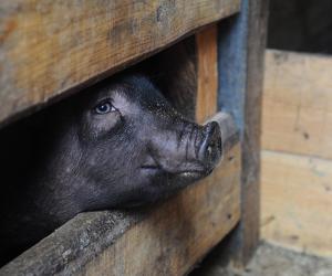 Штраф за хрюшу: чем грозит содержание свиньи в городской квартире