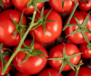 Бессмертные томаты: какие сорта сохранят урожай до следующего лета