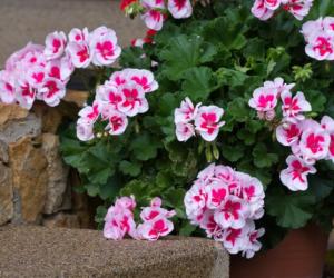 Осеннее черенкование герани: секрет пышного цветения на следующий год