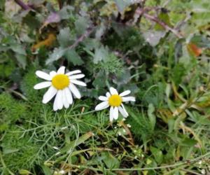 Аномальное тепло в Мордовии: синоптики прогнозируют новые температурные рекорды на выходные