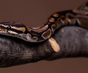 Смертельный укус на Бали: укус змеи привел к трагедии