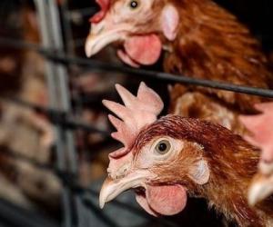 Тихая угроза: почему вирус H5 может оказаться страшнее COVID-19