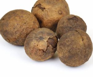 Тайное оружие Азии: как обычные грибы шиитаке помогают бороться с вирусами