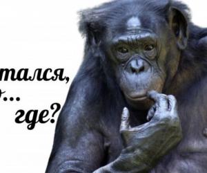 «У Гитлера не вышло, а Макрону с Каллас тем более не по силам Москва»: вице-премьер Италии о санкциях ЕС