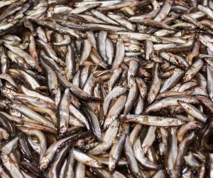 Неожиданный фаворит: какая рыба на самом деле чаще всего оказывается на столах россиян