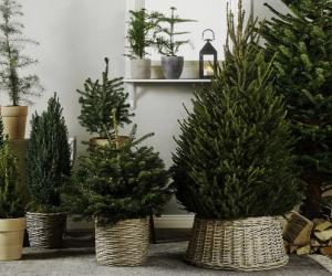 ������ �������: ������ �� ����� ��� ����� ������� ������ ����� ����