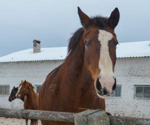 Год Красной Лошади: кому 2026-й принесет удачу, а кому стоит быть начеку