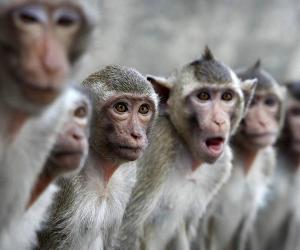 �������� ����� �� ��������: ��� �������� � �������� ���������� ���������� ��������