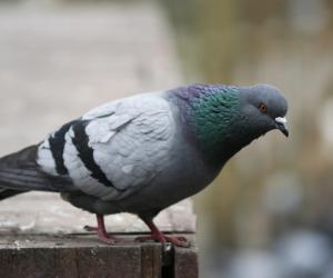 �������� � ������� ������ �� �������� ������: ������� ������� �������� ������ ����