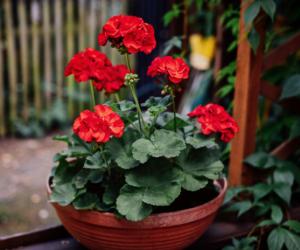 ������ �������� ������ �����: ���� ������� ������ ��� ������� �������� �����