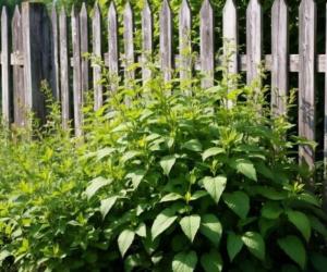 ��� �� ������ ����� ���������� ���������: ������ ������������ �� ������� ��������� � ����