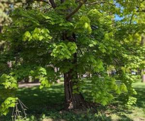 «Зеленый захватчик» на вашей даче: почему клён ясенелистный садоводы 2026 года называют деревом-вампиром и советуют немедленно от него избавиться