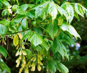 ��� ��� ����������: � 1 ����� �������� ������ ����� �� 50 ����� �� ����������� �� �������