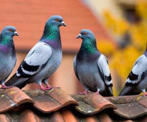 ������ ������� �� ������� � ������ ���������� ���������